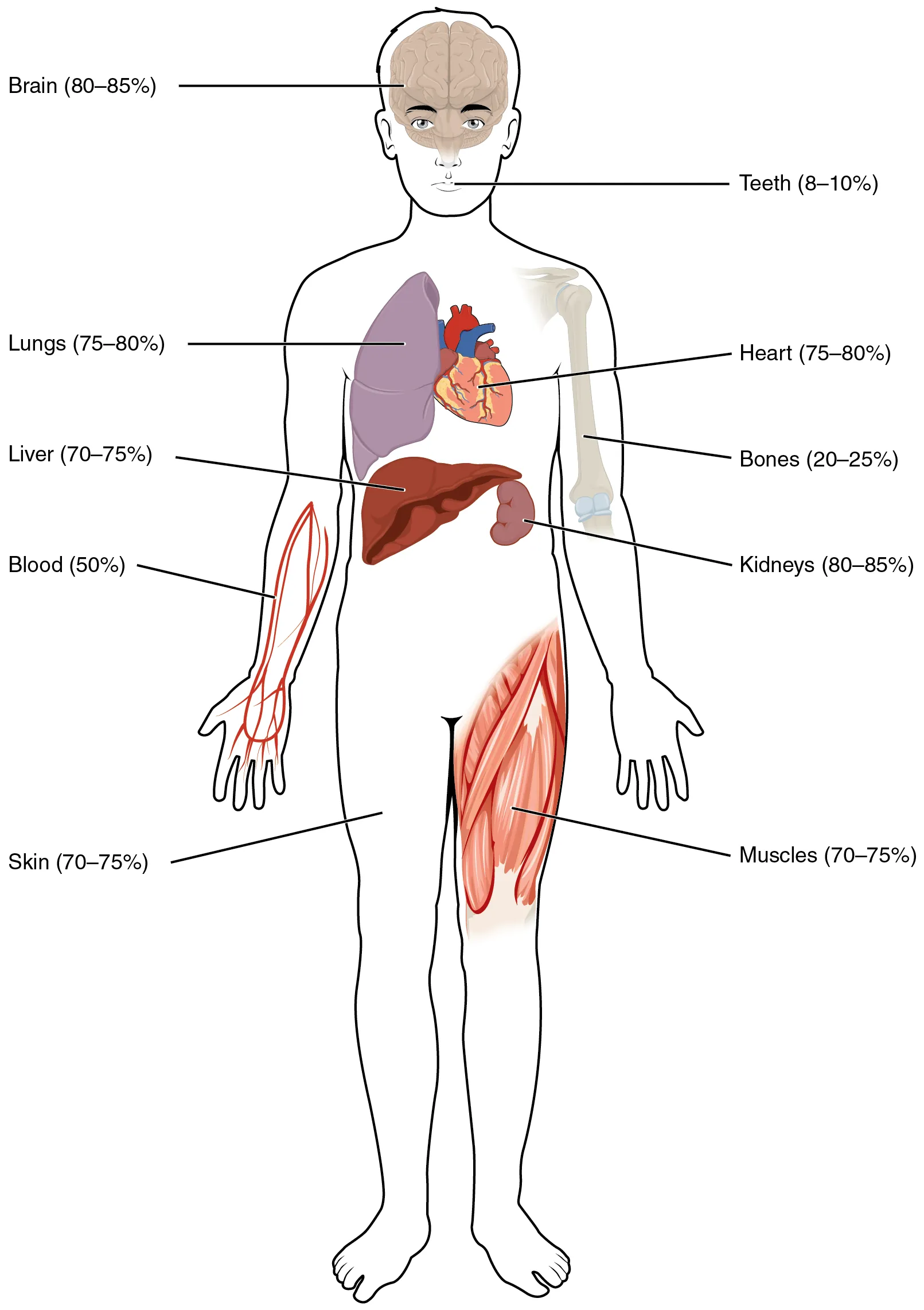 Sagoma corporea con organi evidenziati per mostrare sedi comuni