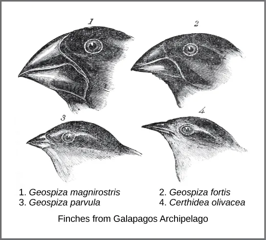 Galápagos finches with different beak shapes.