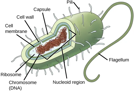Generalized prokaryotic cell showing membrane, cell wall, nucleoid region, ribosomes, and flagellum.