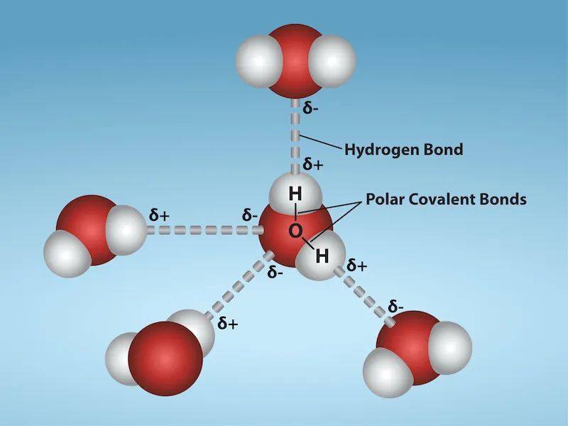 Water molecules with partial charges and hydrogen bonding.
