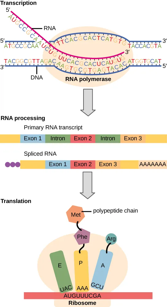 Diagram of genetic information flowing from DNA to RNA to protein.