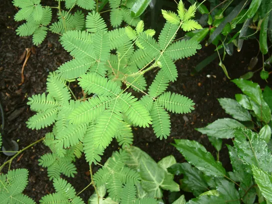 Sensitive plant with leaves that respond to touch.