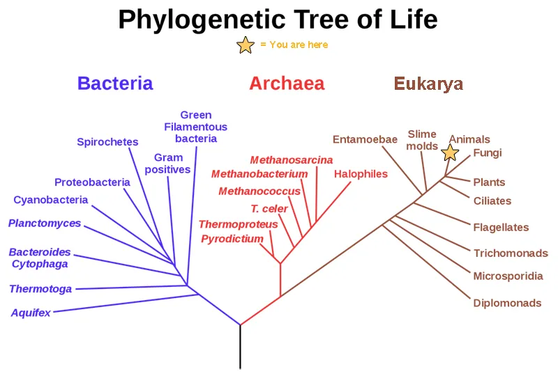Phylogenetic tree of life showing Bacteria, Archaea, and Eukarya.