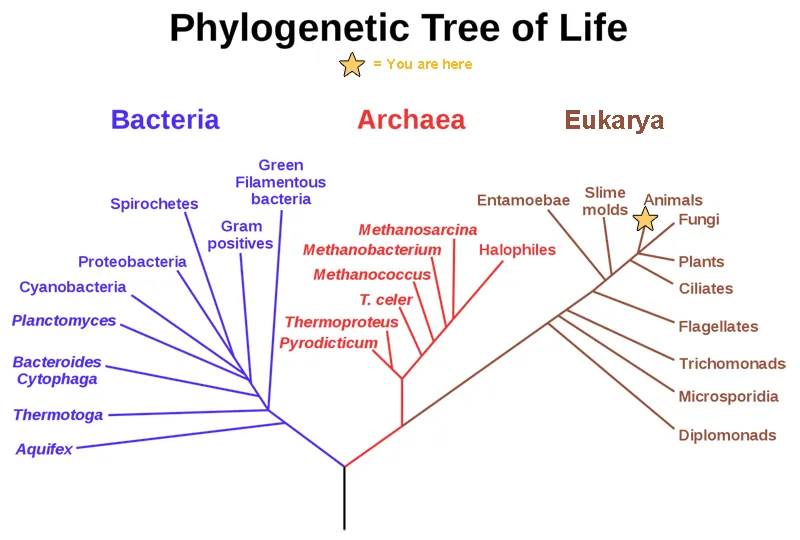 OpenStax phylogenetic tree of life showing Bacteria, Archaea, and Eukarya, with animals and humans occupying a small branch within Eukarya.