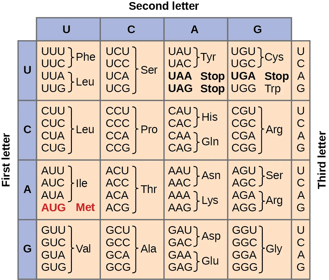 Genetic code table showing codons and the amino acids or stop signals they specify.