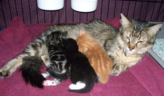 Mother cat nursing kittens as an example of reproduction and development.