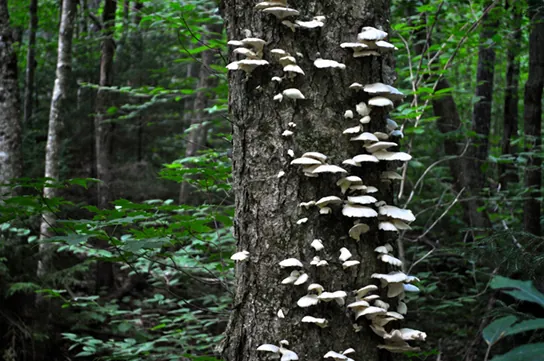 Photo shows a shell-shaped shelf fungus growing on a living tree.
