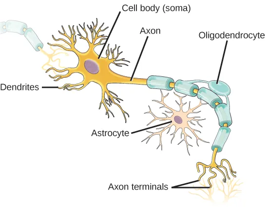 Illustration shows a neuron which has an oval cell body. Branchlike dentrites extend from three sides of the body. A long, thin axon extends from the fourth side. At the end of the axon are branchlike terminals. A cell called an oligodendrocyte grows alongside the axon. Projections from the oligodendrocyte wrap around the axon, forming a myelin sheath. Gaps between parts of the sheath are called nodes of Ranvier. Another cell called an astrocyte sits alongside the axon.
