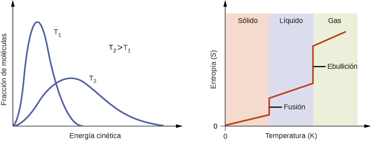Se muestran dos gráficos. El eje y del gráfico de la izquierda está marcado como "Fracción de moléculas", mientras que el eje x está marcado como "Velocidad, v (m / s)", y tiene valores de 0 a 1.500 a lo largo del eje con incrementos de 500. En este gráfico se trazan cuatro líneas. La primera, marcada como "100 K", alcanza un pico en torno a los 200 m / s, mientras que la segunda, marcada como "200 K", alcanza un pico en torno a los 300 m / s y es ligeramente más baja en el eje y que la primera. La tercera línea, marcada como "500 K", tiene un pico en torno a los 550 m / s y es más baja que las dos primeras en el eje y. La cuarta línea, marcada como "1.000 K", tiene un pico en torno a los 750 m/s y es la más baja de las cuatro en el eje y. Cada línea se vuelve más amplia. El segundo gráfico tiene un eje y marcado como "Entropía, S", con una flecha hacia arriba y un eje x marcado como "Temperatura (K)", y una flecha hacia la derecha. El gráfico tiene tres columnas igualmente espaciadas en el fondo, marcadas como "sólido", "líquido" y "gas", de izquierda a derecha. Una línea se extiende ligeramente hacia arriba a través de la primera columna en una dirección ligeramente ascendente, y luego va hacia arriba en la transición entre las dos primeras columnas. A continuación, progresa a una ligera dirección ascendente a través de la segunda columna, luego sube drásticamente entre la segunda y la tercera columna, y luego continúa en una ligera dirección ascendente una vez más. La primera región vertical de esta línea está marcada como "Fusión" y la segunda como "Ebullición".