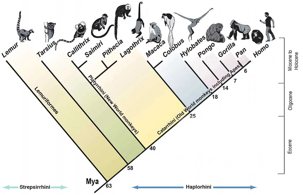 Diagram of primate evolution. Running up the left side is a line labelled “mya” (millions of years ago), with marks from 63 to 0. Along this line, branches appear, labelled with various species of primates. At 63 mya, Lemurs appear; at 58 mya Tarsius appear; at 40 mya, a line for Platyrrhini (New World monkeys) appears, branching off into the categories Callithrix, Saimiri, Pithecia, and Lagothrix. The main line is now labelled Catarrhini (Old World Monkeys including Apes). At 25 mya, a branch appears that branches further into Macaca and Colobus. The remaining branches are: Hylobates at 18mya, Ponogo at 14 mya, Gorilla at 7 mya, Pan at 6 mya, and Homo (a human being) at the zero mark.