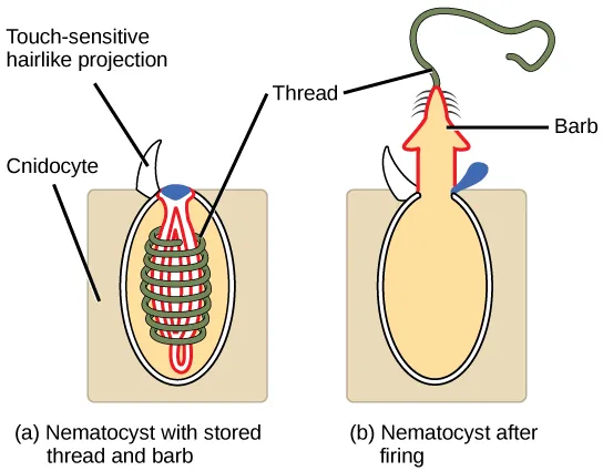 The illustration shows a nematocyst before, shown as a; and after, shown as b, firing. The nematocyst is a large, oval organelle inside a rectangular cnidocyte cell. The nematocyst is flush with the plasma membrane, and a touch-sensitive hairlike projection extends from the nematocyst to the cell's exterior. Inside the nematocyst, a thread is coiled around an inverted barb. Upon firing, a lid on the nematocyst opens. The barb pops out of the cell and the thread uncoils.