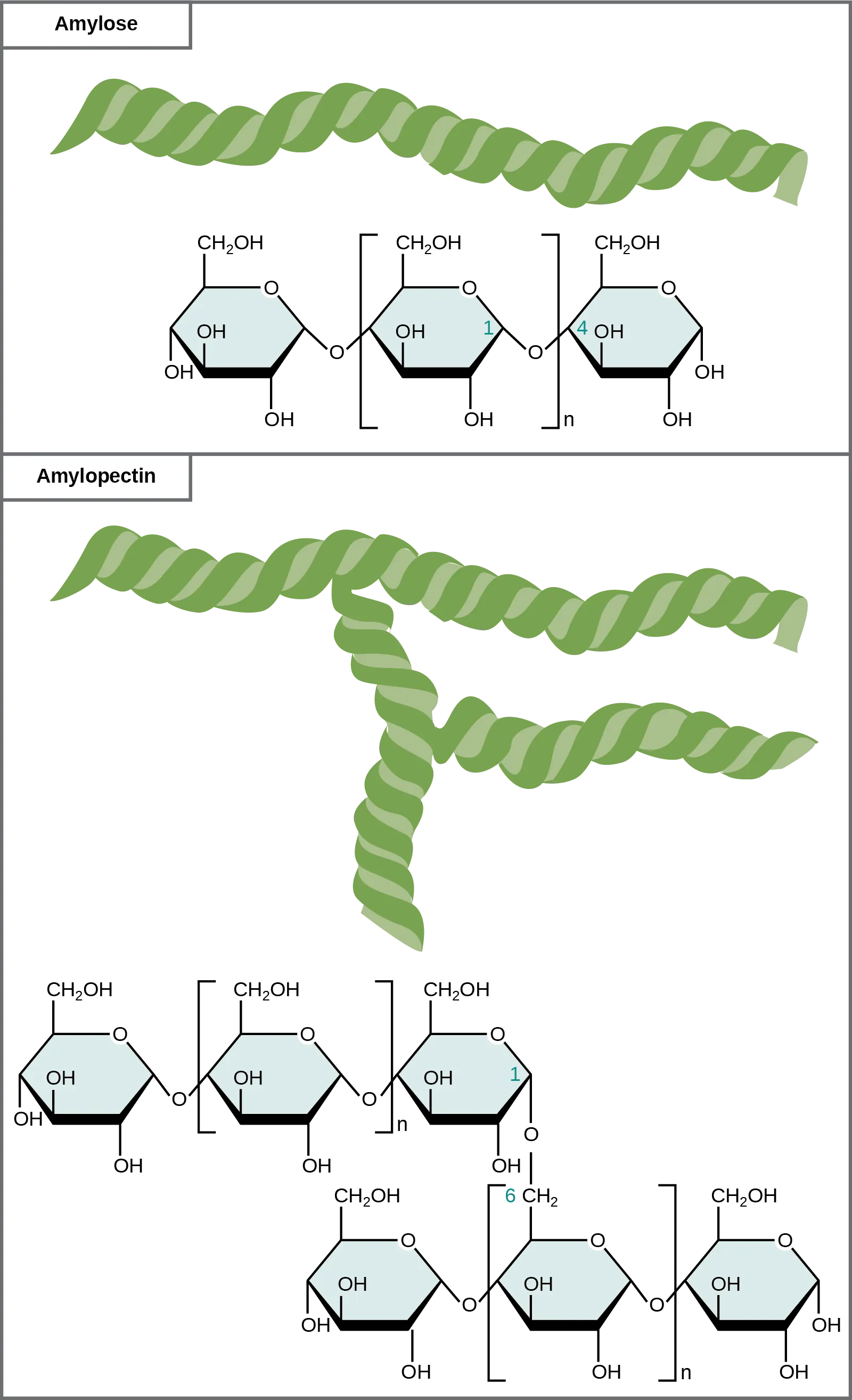 The chemical structures of amylose and amylopectin are shown. Amylose consists of unbranched chains of glucose subunits, and amylopectin consists of branched chains of glucose subunits.