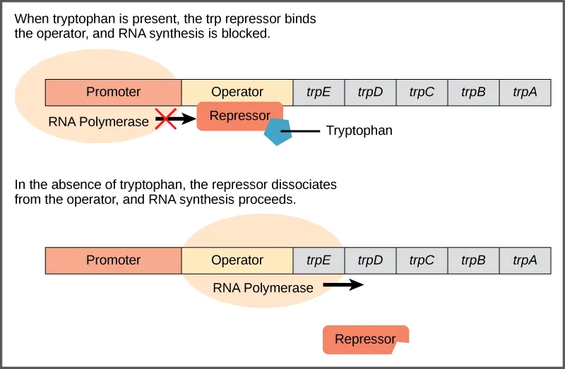 The trp operon has a promoter, an operator, and five genes named trpE, trpD, trpC, trpB, and trpA that are located in sequential order on the DNA. RNA polymerase binds to the promoter. When tryptophan is present, the trp repressor binds the operator and prevents the RNA polymerase from moving past the operator; therefore, RNA synthesis is blocked. In the absence of tryptophan, the repressor dissociates from the operator. RNA polymerase can now slide past the operator, and transcription begins.
