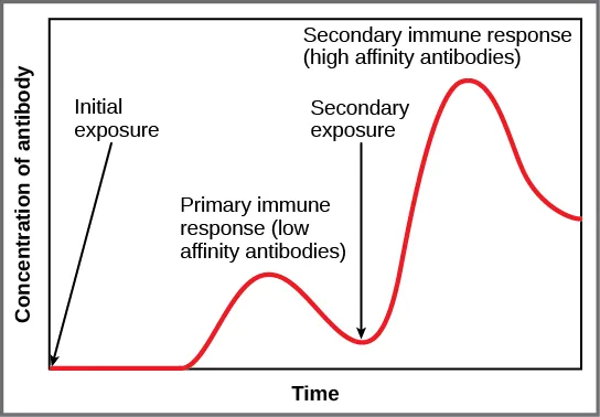Bar graph plots antibody concentration versus primary and secondary immune response. During the primary immune response, a low concentration of antibody is produced. During the secondary immune response, about three times as much antibody is produced.