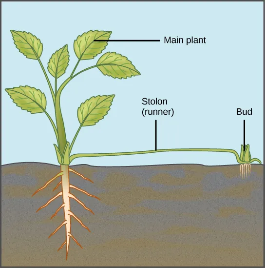 Illustration depicts a mature plant. A runner, or stolon, sprouts from the base of the plant and runs along the ground. A bud and adventitious root system form from the runner.