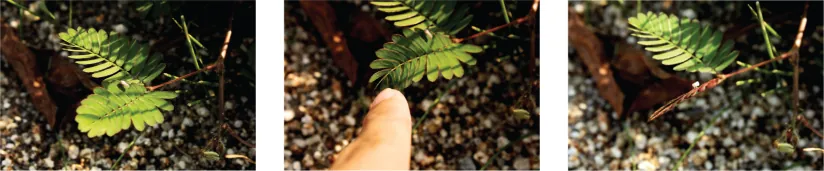 A series of three photos shows the leaves of a mimosa pudica plant. The long, oval compound leaves are arranged opposite on a small stem. In the first photo the leaves are horizontally oriented and open. In the second photo a finger is gently touching one of the compound leaves. In the third photo the leaves on the stem that was touched are tightly folded.