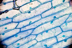 A group of onion cells is shown. Each cell has a visible cell wall and nucleus.