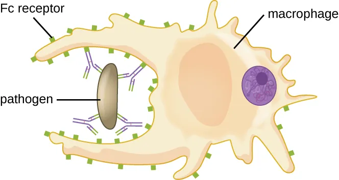 Opsonization. Image description available.