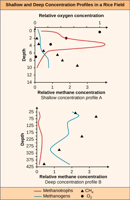 A figure of two graphs labeled Shallow and Deep Concentration Profiles in a Rice Field. The graph on the left, labeled Shallow concentration profile A, is showing the relationship between depth, relative methane concentration and relative oxygen concentration. The Y Axis is labeled Depth. The bottom X axis is labeled Relative methane concentration. The top X axis is labeled Relative oxygen concentration. The right graph, labeled Deep concentration profile B, is showing the relationship between depth and relative methane concentration. The Y axis is labeled Depth. The X axis is labeled Relative methane concentration. A key at the bottom labels the red line as Methanotrophs. The blue line labeled Methanogens. The triangle is labeled C H 4 and the circle is labeled O 2.