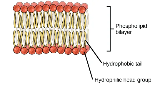 An illustration of a phospholipids bilayer is shown. The phospholipids bilayer consists of two layers of phospholipids. The hydrophobic tails of the phospholipids face one another while the hydrophilic head groups face outward.