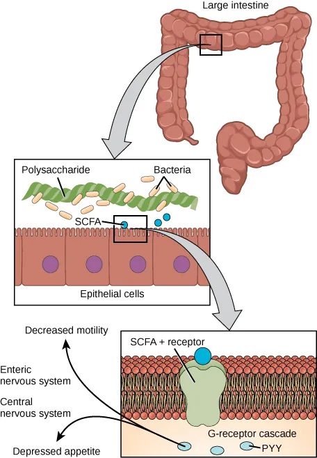 A diagram of the large intestines. The top left of the figure shows the large intestine. The top right shows a magnified segment of large intestine. The segment labels the polysaccharides, bacteria and epithelial cells. The bottom right of the figure shows an increased magnification of the segment. Labeled inside the cells are the SCFA positive receptors, PYY, and G receptor cascade. Arrows going outside the cells are labeled Decreased motility, Enteric nervous system, Central nervous system.