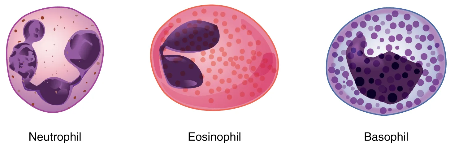 The  left image shows a neutrophil, the middle image shows an eosinophil, and the right image shows a basophil.