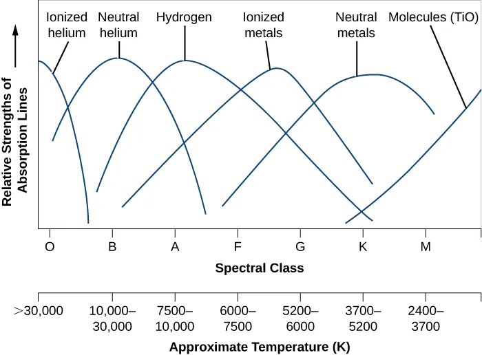 Graph showing the relative strength of absorption lines versus spectral class and temperature. The vertical axis plots the relative strength of lines in arbitrary units. The horizontal axis plots both spectral class and temperature in degrees Kelvin. The spectral classes start at O on the left, then B, A, F, G, K, and M on the right. The temperature scale starts at >30,000 at left, then 30,000-10,000, 10,000-7500, 7500-6000, 6000-5200, 5200-3700, and 3700-2400 on the right. Six curves are plotted, each peaking as follows (from left to right): ionized helium peaks at spectral type O, neutral helium peaks at B, hydrogen peaks at about A, ionized metals peak between F and G, neutral metals peak at K, and molecules peak beyond M at right.