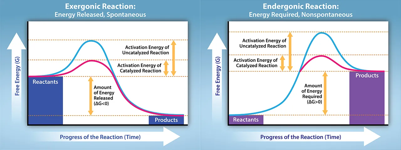 The two plots show the change in Gibbs free energy as reactants are converted to products. Gibbs free energy decreases with time for an exergonic reaction (left), and the reaction is spontaneous. Gibbs free energy increases with time for an endergonic reaction (right), and the reaction is not spontaneous.
