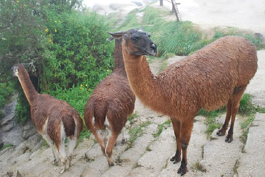 A picture of three llamas is shown. One is facing forward while the other two are facing toward the back. They have black heads with long snouts, a brown long neck, brown furry bodies, and thin, brown and black legs with two toes. The two facing backwards have white and brown legs and white areas around their tails. They are standing on stone steps and bushes, flowers, and grass can be seen behind them.