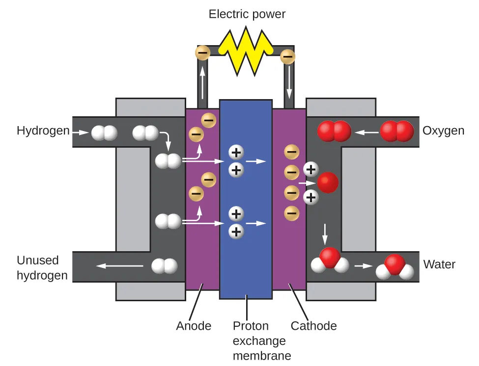 The fuel cell consists of a proton exchange membrane sandwiched between an anode and a cathode. Hydrogen gas enters the battery near the anode. Oxygen gas enters the battery near the cathode. The entering hydrogen gas is broken up into single white spheres that each have a positive charge. These are protons. The protons repel negatively-charged electrons within the anode. These electrons travel through a circuit, providing electricity to anything attached to the battery. The protons continue through the proton exchange membrane and through the cathode to reach the oxygen gas molecules at the opposite end of the battery. There, the oxygen atoms split up into single red spheres. Each oxygen atom takes on two of the incoming protons to form a water molecule.