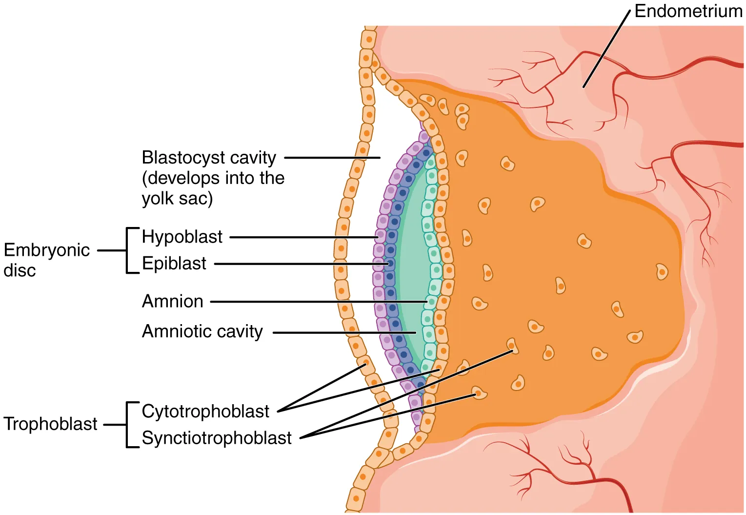 This image shows the development of the amniotic cavity and the location of the embryonic disc.