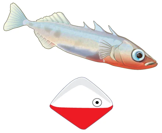 Photo shows a white fish whose underbelly is reddish below its head. Below the fish is a diamond-shaped object that resembles a fishing lure; it is white on the top and red on the bottom, with an eye at the front.