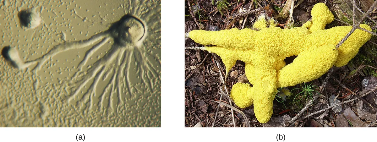a) A micrograph wshwoing a circular dome with long branches emanating outward. B) A photograph showing a yellow structure that looks like foam on a branch. 