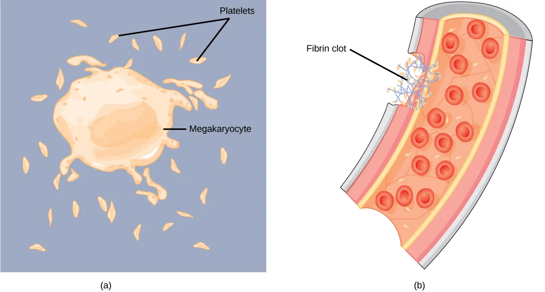 Part A shows a large, somewhat irregularly shaped cell called a megakaryocyte shedding small, oblong platelets. Part B shows a fibrin clot plugging a cut in a blood vessel. The clot is made up of platelets and a fibrous material called fibrin.