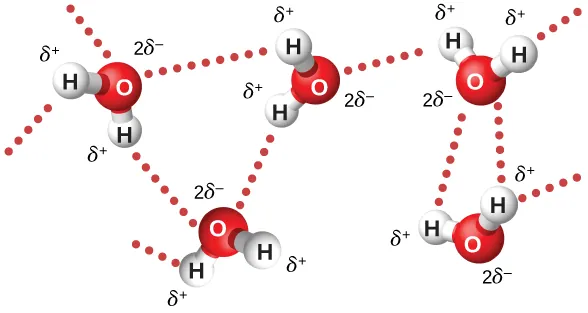 Rysunek przedstawia molekularną strukturę wody. Cząstka na każdym atomie tlenu t0 2 delta minus. Cząstka na każdym atomie wodoru to delta plus. 