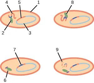 This image shows 4 light peach colored ovals. Inside of the first oval is a small green blob labeled 2, a orange squiggle labeled 4, a blue semi circle labeled 3, and finally closing the blue semi circle is an orange line labeled 5. The outside is outlined in orange and is labeled 1. The second oval has a green blob that is labeled 6 and a dark blue line in the orange part of the blue circle that is labeled 7. The third oval shows the green blob labeled 8. The final peach oval shows a peach squiggle with a blue line that is labeled 9.