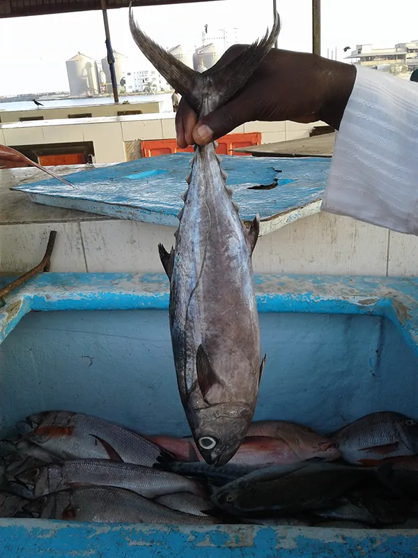 A hand holds a tuna fish over a bin containing other fish.