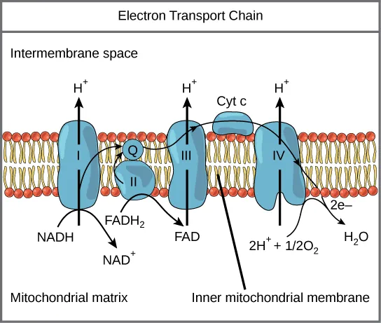 This illustration shows the electron transport chain embedded in the inner mitochondrial membrane. The electron transport chain consists of four electron complexes. Complex I oxidizes N A D H to N A D superscript plus sign baseline; and simultaneously pumps a proton across the membrane to the inter membrane space. The two electrons released from N A D H are shuttled to coenzyme Q, then to complex I I I, to cytochrome c, to complex I V, then to molecular oxygen. In the process, two more protons are pumped across the membrane to the intermembrane space, and molecular oxygen is reduced to form water. Complex I I removes two electrons from F A D H subscript 2 baseline, thereby forming F A D. The electrons are shuttled to coenzyme Q, then to complex I I I, cytochrome c, complex I, and molecular oxygen as in the case of N A D H oxidation.