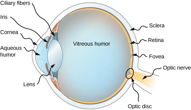 Figure shows the cross section of a human eye. At the very front is the cornea, followed by a bulging part called aqueous humor. At the top and bottom of the aqueous humor, towards the back is the iris. Between this and the vitreous humor are Ciliary fibers and the lens. The vitreous humor forms the bulk of the eye, which is roughly round in shape. At the back, the outermost layer is labeled sclera followed by retina. There is a small pit in the retina labeled fovea. The eye is connected to the optic nerve at the back and at the junction is a small circle labeled optic disc.
