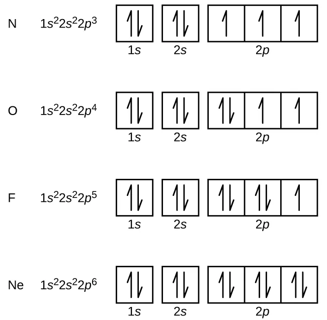 This figure includes electron configurations and orbital diagrams for four elements, N, O, F, and N e. Each diagram consists of two individual squares followed by 3 connected squares in a single row. The first square is labeled below as, “1 s.” The second is similarly labeled, “2 s.” The connected squares are labeled below as, “2 p.” All squares not connected to each other contain a pair of half arrows: one pointing up and the other down. For the element N, the electron configuration is 1 s superscript 2 2 s superscript 2 2 p superscript 3. Each of the squares in the group of 3 contains a single upward pointing arrow for this element. For the element O, the electron configuration is 1 s superscript 2 2 s superscript 2 2 p superscript 4. The first square in the group of 3 contains a pair of arrows and the last two squares contain single upward pointing arrows. For the element F, the electron configuration is 1 s superscript 2 2 s superscript 2 2 p superscript 5. The first two squares in the group of 3 each contain a pair of arrows and the last square contains a single upward pointing arrow. For the element N e, the electron configuration is 1 s superscript 2 2 s superscript 2 2 p superscript 6. The squares in the group of 3 each contains a pair of arrows.