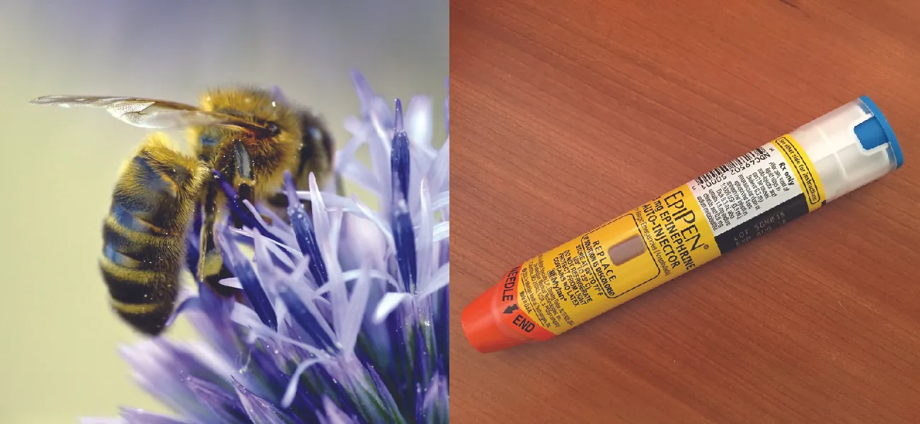 Photo of a bee on a flower. Photo of an EpiPen.