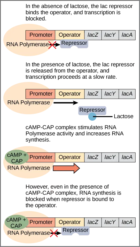 The lac operon consists of a promoter, an operator, and three genes named lacZ, lacY, and lacA. RNA polymerase binds to the promoter. In the absence of lactose, the lac repressor binds to the operator and prevents RNA polymerase from transcribing the operon. In the presence of lactose, the repressor is released from the operator, and transcription proceeds at a slow rate. Binding of the cAMP–CAP complex to the promoter stimulates RNA polymerase activity and increases RNA synthesis. However, even in the presence of the cAMP–CAP complex, RNA synthesis is blocked if the repressor binds to the promoter.