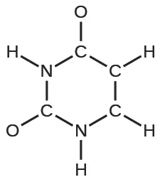 A Lewis hexagonal ring structure is shown. From the top of the ring (moving clockwise), three carbon atoms, one nitrogen atom, a carbon atom, and a nitrogen atom are single bonded to each another. The top carbon atom is single bonded to an oxygen atom. The second and third carbons and the nitrogen atom are each single bonded to a hydrogen atom. The next carbon atom is single bonded to an oxygen atom, and the last nitrogen atom is single bonded to a hydrogen atom.