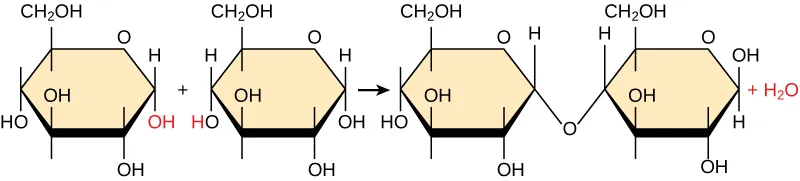 Shown is the reaction of two glucose monomers to form maltose. When maltose is formed, a water molecules is released.