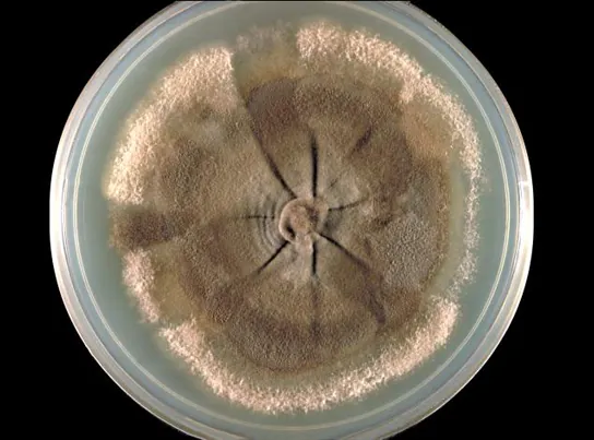 Photo depicts a light brown fungus growing in a Petri dish. The fungus has the appearance of wrinkled round skin surrounded by powdery residue. A hub-like indentation exists at the center of the fungus. Extending from this hub are folds that resemble spokes on a wheel.