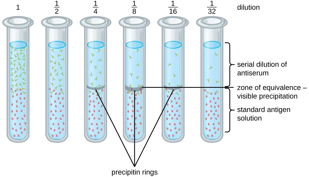 A diagram with multiple test tube dilutions labeled: 1, ½, ¼, 1/8, 1/16, 1/32. The bottom of each test tube contains a standard antigen solution. The top contains serial dilutions of antiserum. Tubes 1, ½, and 1/32 have no band at the interface between these two zones. Tubes ¼, and 1/6 have a thin band. Tube 1/8 has a thick band labeled zone of equivalence – visible precipitation.
