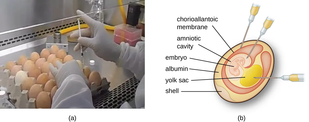 Figure a shows a technician injecting a tray of eggs with a syringe. Figure b shows an egg with syringes in various region such as an outer layer (the chorioallantoic membrane), an inner region called the amniotic cavity and another inner region called the yolk sac. The embryo is connected to the yolk sac and is within the amniotic cavity. Outside the chorioallantoic membrane is albumin and around that is the shell.