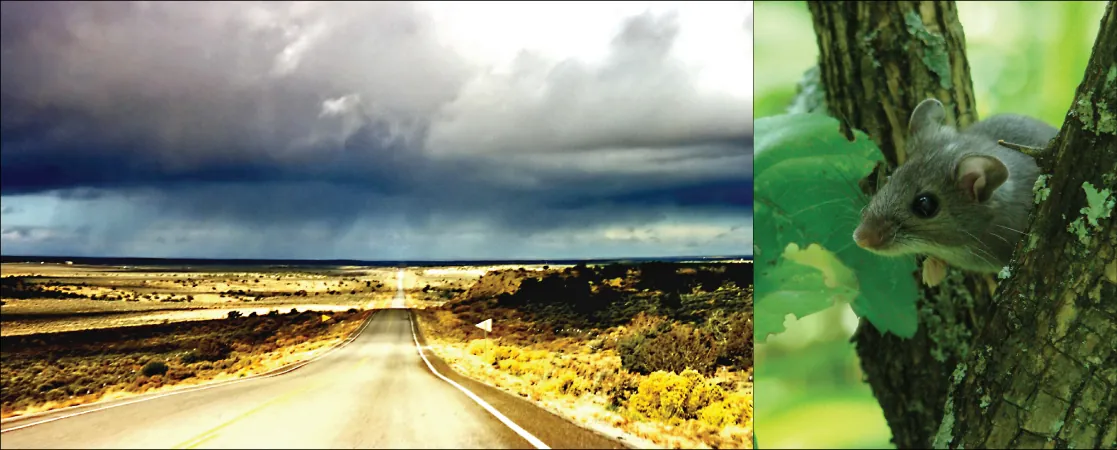 Left photo shows a long, straight highway in the middle of a desert. Right photo shows a mouse.