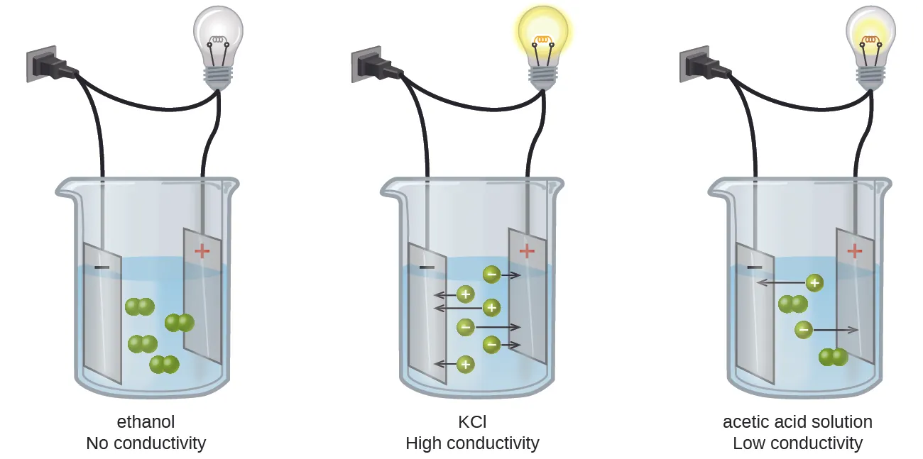 This diagram shows three separate beakers. Each has a wire plugged into a wall outlet. In each case, the wire leads from the wall to the beaker and is split resulting in two ends. One end leads to a light bulb and continues on to a rectangle labeled with a plus sign. The other end leads to a rectangle labeled with a minus sign. The rectangles are in a solution. In the first beaker, labeled “Ethanol No Conductivity,” four pairs of linked small green spheres suspended in the solution between the rectangles. In the second beaker, labeled “K C l Strong Conductivity,” six individual green spheres, three labeled plus and three labeled minus are suspended in the solution. Each of the six spheres has an arrow extending from it pointing to the rectangle labeled with the opposite sign. In the third beaker, labeled “Acetic acid solution Weak conductivity,” two pairs of joined green spheres and two individual spheres, one labeled plus and one labeled minus are shown suspended between the two rectangles. The plus labeled sphere has an arrow pointing to the rectangle labeled minus and the minus labeled sphere has an arrow pointing to the rectangle labeled plus.