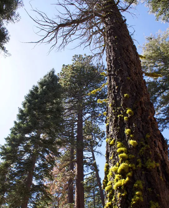  Photo shows a tall pine tree covered with green lichen.